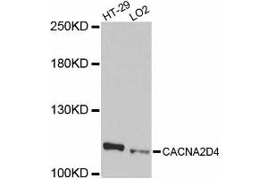 Western blot analysis of extracts of various cell lines, using CACNA2D4 antibody (ABIN5997348) at 1/1000 dilution. (CACNA2D4 抗体)