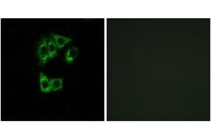 Immunofluorescence (IF) image for anti-GTPase, IMAP Family Member 2 (GIMAP2) (AA 201-250) antibody (ABIN2890360) (GIMAP2 抗体  (AA 201-250))