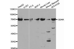 Western Blotting (WB) image for anti-Succinate Dehydrogenase Complex, Subunit A, Flavoprotein (Fp) (SDHA) antibody (ABIN1874712) (SDHA 抗体)