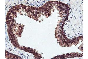 Image no. 1 for anti-Arginyl Aminopeptidase (Aminopeptidase B) (RNPEP) antibody (ABIN1500729) (RNPEP 抗体)