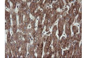 Image no. 1 for anti-Trafficking Protein Particle Complex 4 (TRAPPC4) antibody (ABIN1501265) (TRAPPC4 抗体)
