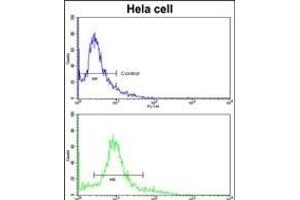 Flow cytometric analysis of hela cells using ACTR3 Antibody (C-term)(bottom histogram) compared to a negative control cell (top histogram). (ACTR3 抗体  (C-Term))