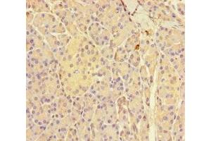 Immunohistochemistry of paraffin-embedded human pancreatic tissue using ABIN7154182 at dilution of 1:100 (GNMT 抗体  (AA 2-295))