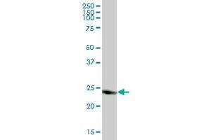 Western Blotting (WB) image for anti-Chloride Intracellular Channel 3 (CLIC3) (AA 1-236) antibody (ABIN522460)