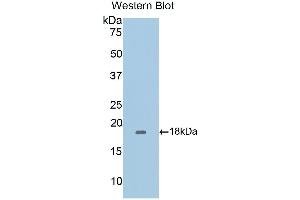 Western Blotting (WB) image for anti-CD40 Ligand (CD40LG) (AA 111-261) antibody (ABIN3209271) (CD40 Ligand 抗体  (AA 111-261))