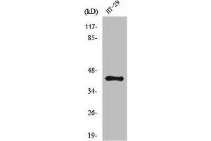 Western Blot analysis of HT29 cells using NPY2-R Polyclonal Antibody (NPY2R 抗体  (N-Term))