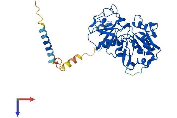 FUT9 Protein (AA 1-359) (His tag)