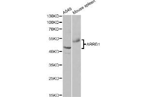 Western blot analysis of extracts of various cell lines, using ARRB1 antibody. (beta Arrestin 1 抗体)