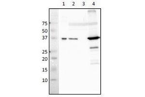 Western Blotting (WB) image for anti-RecA (full length) antibody (ABIN2451965) (RecA (full length) 抗体)
