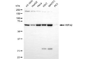 anti-Heat Shock 70kDa Protein 2 (HSPA2) antibody