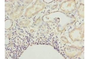 Immunohistochemistry of paraffin-embedded human kidney tissue using ABIN7165217 at dilution of 1:100 (CNIH4 抗体  (AA 78-117))