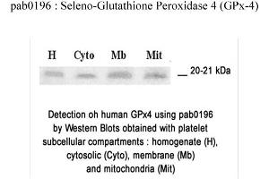 Image no. 1 for anti-Glutathione Peroxidase 4 (GPX4) (N-Term) antibody (ABIN347063) (GPX4 抗体  (N-Term))