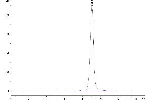 The purity of Mouse c-MPL/Thrombopoietin R is greater than 95 % as determined by SEC-HPLC.