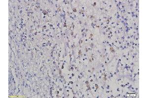Formalin-fixed and paraffin embedded rat intestine labeled with Anti HOXB8 Polyclonal Antibody, Unconjugated  followed by conjugation to the secondary antibody and DAB staining (HOXB8 抗体  (AA 11-110))