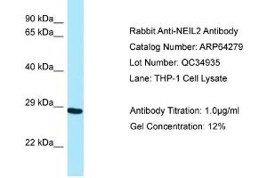 Western Blotting (WB) image for anti-Endonuclease 8-like 2 (NEIL2) (N-Term) antibody (ABIN971254) (NEIL2 抗体  (N-Term))