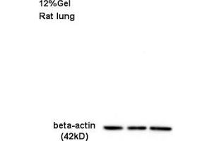 SDS-PAGE (SDS) image for anti-Actin, beta (ACTB) (AA 1-50) antibody (ABIN724340)