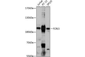 Western blot analysis of extracts of various cell lines, using FCRL5 antibody (ABIN6131547, ABIN6140565, ABIN6140566 and ABIN6217927) at 1:3000 dilution. (FCRL5 抗体  (AA 16-190))