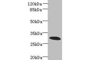 Western blot All lanes: PDCL2 antibody at 4 μg/mL + Rat gonadal tissue Secondary Goat polyclonal to rabbit IgG at 1/10000 dilution Predicted band size: 29 kDa Observed band size: 29 kDa (PDCL2 抗体  (AA 1-241))