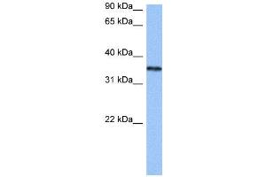 WB Suggested Anti-HNRNPA2B1  Antibody Titration: 0. (HNRNPA2B1 抗体  (N-Term))