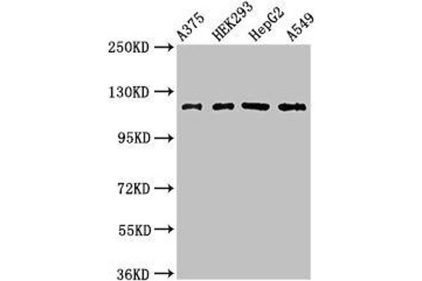 FARP1 抗体  (AA 1-300)