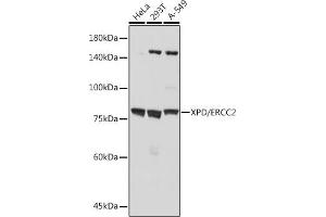 Western blot analysis of extracts of various cell lines, using XPD/ERCC2 antibody (ABIN7267057) at 1:1000 dilution. (ERCC2 抗体)