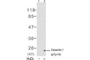Western blot analysis of extracts from 3T3 cells untreated(lane 1) or treated with H2O2(lane 2) using Caveolin-1(Phospho-Tyr14) Antibody. (Caveolin-1 抗体  (pTyr14))