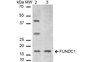 Western blot analysis of Mouse, Rat Liver cell lysates showing detection of ~17. (FUNDC1 抗体  (N-Term) (Atto 390))
