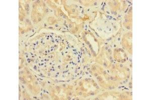 Immunohistochemistry of paraffin-embedded human kidney tissue using ABIN7153143 at dilution of 1:100 (CX3CL1 抗体  (AA 25-100))