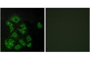Immunofluorescence analysis of A549 cells, using EDG8 Antibody. (S1PR5 抗体  (AA 335-384))