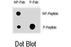Dot blot analysis of CDKN1A (phospho T145) polyclonal antibody  on nitrocellulose membrane. (p21 抗体  (pThr145))