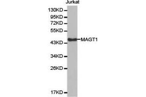 Western Blotting (WB) image for anti-Magnesium Transporter 1 (MAGT1) antibody (ABIN1876277) (MAGT1 抗体)