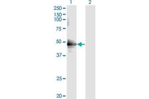 Western Blot analysis of CDC37 expression in transfected 293T cell line by CDC37 monoclonal antibody (M01), clone 3C7. (CDC37 抗体  (AA 1-378))