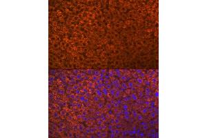 Immunofluorescence (IF) image for anti-Paraoxonase 1 (PON1) antibody (ABIN7269172)