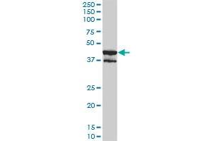 MAPK13 monoclonal antibody (M01), clone 2C10-1C7. (MAPK13 抗体  (AA 1-365))