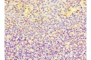 Immunohistochemistry of paraffin-embedded human tonsil tissue using ABIN7168365 at dilution of 1:100 (EWSR1 抗体  (AA 1-300))