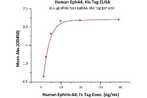 Immobilized Human EphA4, His Tag (ABIN6938936,ABIN6950965) at 5 μg/mL (100 μL/well) can bind Human Ephrin-A4, Fc Tag (ABIN2181031,ABIN2181030) with a linear range of 0. (EPH Receptor A4 Protein (EPHA4) (AA 20-547) (His tag))