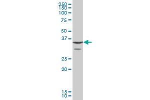 ANXA1 MaxPab polyclonal antibody. (Annexin a1 抗体  (AA 1-346))