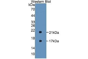 Western blot analysis of the recombinant protein. (IFNB1 抗体  (AA 23-169))