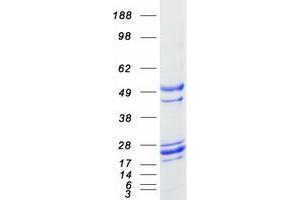 Validation with Western Blot (GADD45A Protein (Myc-DYKDDDDK Tag))
