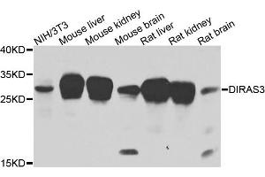 Western blot analysis of extracts of various cells, using DIRAS3 antibody.