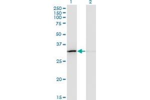 Western Blotting (WB) image for anti-Exosome Component 3 (EXOSC3) (AA 1-275) antibody (ABIN565512)