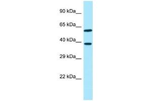 WB Suggested Anti-EIF3I Antibody Titration: 1. (EIF3I 抗体  (Middle Region))