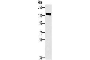 Western Blotting (WB) image for anti-Myosin Phosphatase, Target Subunit 1 (PPP1R12A) antibody (ABIN2423836) (PPP1R12A 抗体)