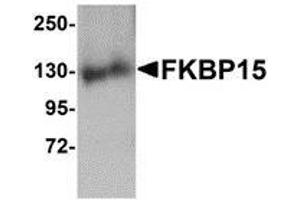 Western blot analysis of FKBP15 in 3T3 cell lysate with AP30338PU-N FKBP15 antibody at 1 μg/ml. (FKBP15 抗体  (N-Term))