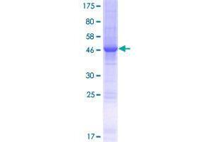 SPC24 Protein (AA 1-197) (GST tag)