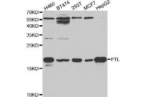 Western blot analysis of extracts of various cell lines, using FTL antibody (ABIN5970889) at 1/1000 dilution. (FTL 抗体)