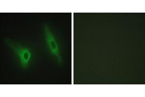Peptide - +Immunofluorescence analysis of HeLa cells, using CKI-ε antibody. (CK1 epsilon 抗体)