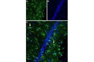 Expression of CNTF receptor α in rat hippocampus - Immunohistochemical staining of rat hippocampal CA1 region using Anti-CNTFRα (extracellular) Antibody (ABIN7043071 and ABIN7044187), (1:400). (CNTF Receptor alpha 抗体  (Extracellular))