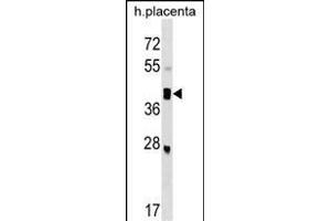 SMOC2 Antibody (C-term) (ABIN1537283 and ABIN2849071) western blot analysis in human placenta tissue lysates (35 μg/lane). (SMOC2 抗体  (C-Term))