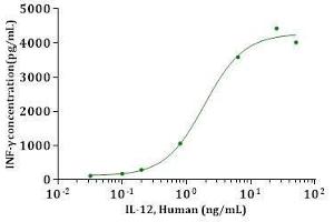 IL-12, Human induction of IFN-γ from NK cells co-stimulated with IL-18. (IL12 Protein (AA 23-219, AA 23-328))